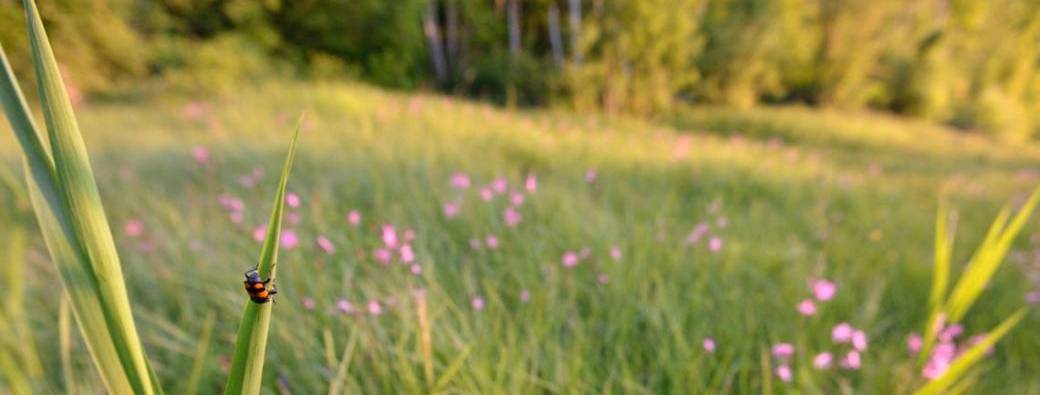 Invitez la biodiversité de Grez-Doiceau dans votre jardin ! 