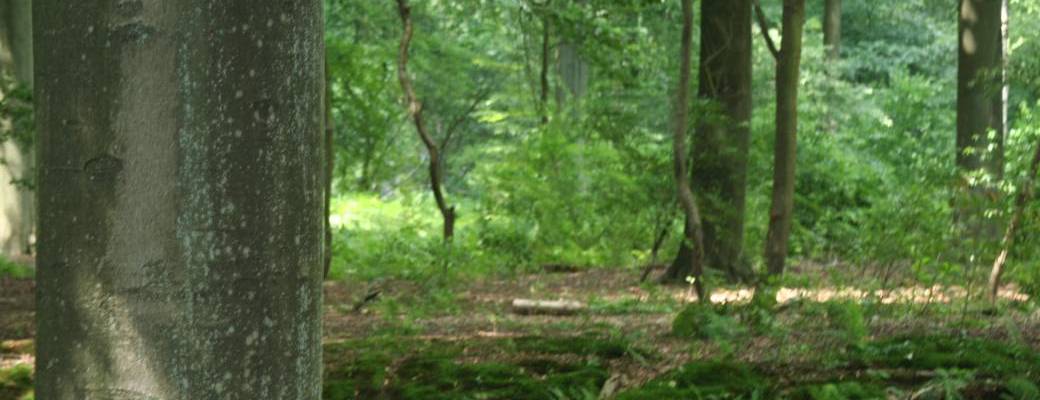 J'aiguise mes 5 sens en forêt en jouant !