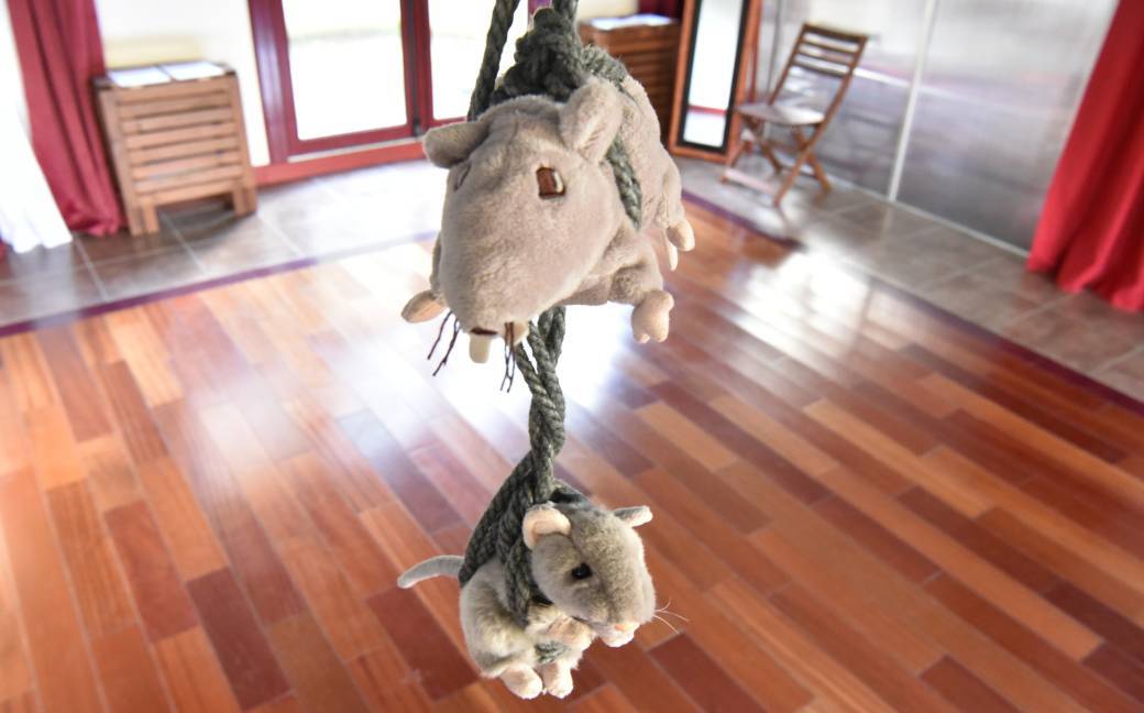 Jam Shibari "Souris" -ROUEN-