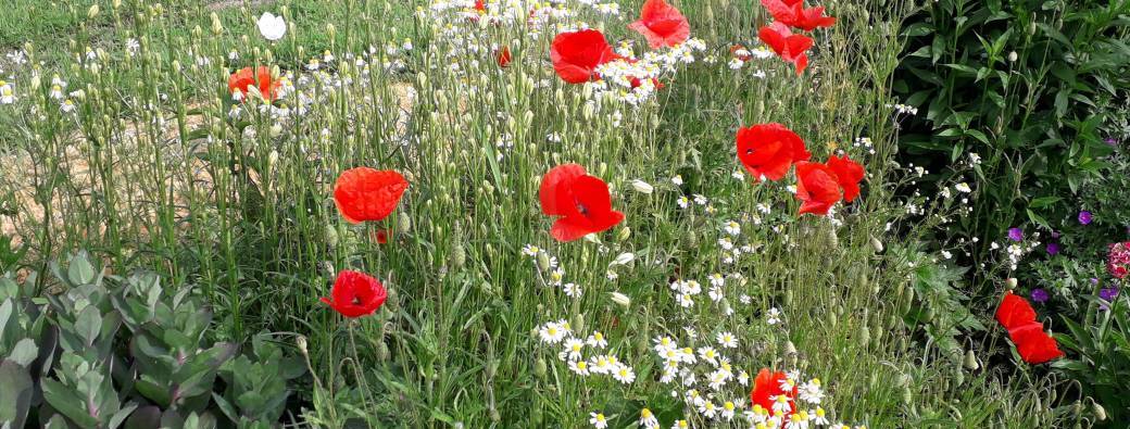 Jardin Conseil Spécial Fête des Mères