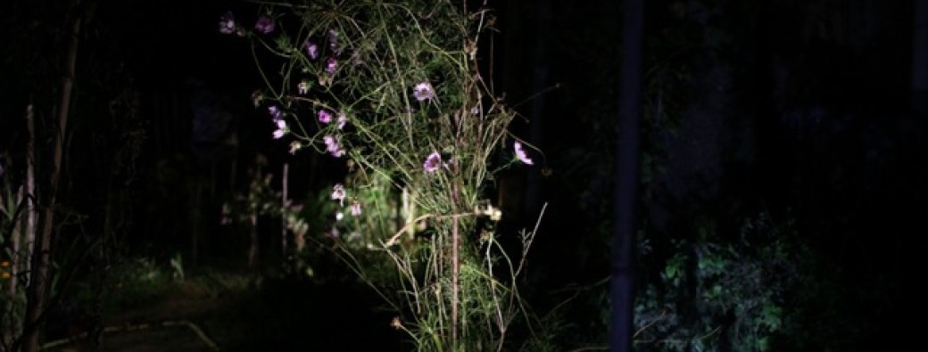 Jardin de Nuit - Compagnie l'Aubépine