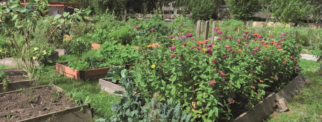 Jardin partagé : "Uni-Vert Couriat"