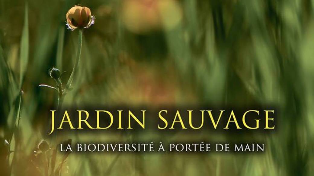 Jardin sauvage