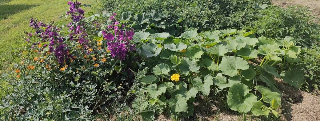 Atelier : Les secrets du jardinage au naturel