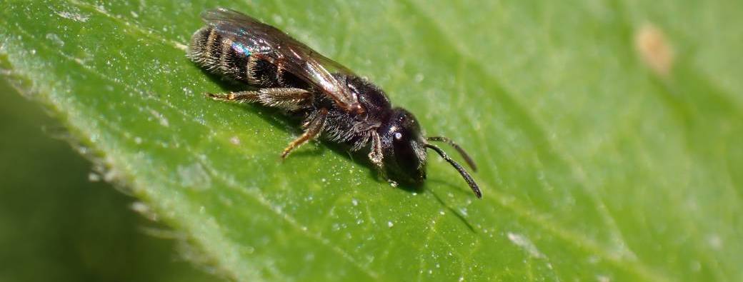 Jardins Partagés : quand les arthropodes font leur show