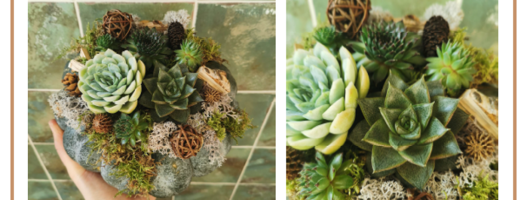 Je crée ma citrouille plantes