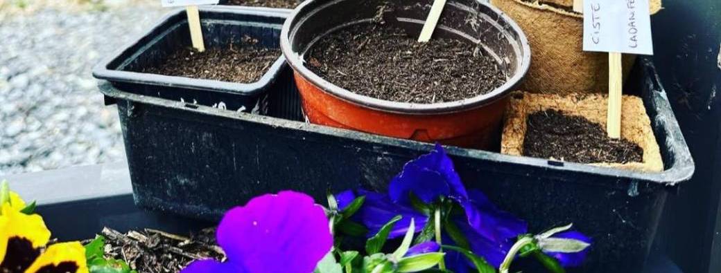 Je cultive mes plantes médicinales /Atelier Culture au jardin et conseils en phyto