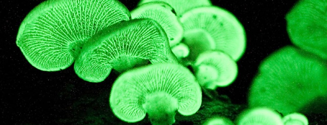 Je découvre des espèces bioluminescentes en m'amusant