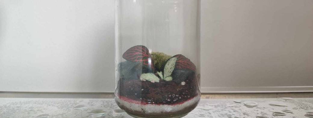Je fabrique mon terrarium avec de la récup