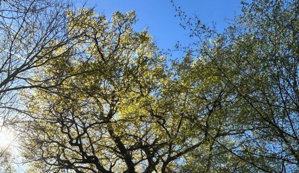 Je soutiens les animations nature (Fresques, sorties nature, Marches du Temps Profond)