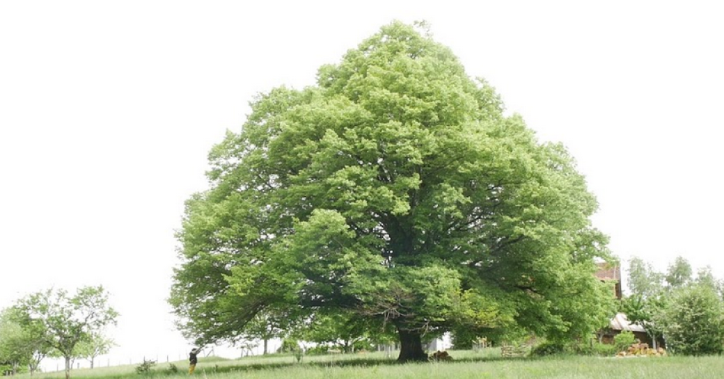 Je suis un arbre qui parle de Carole Contant