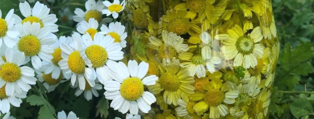 Je tonifie mon système veineux avec les plantes/Atelier plantes et huiles de massage 