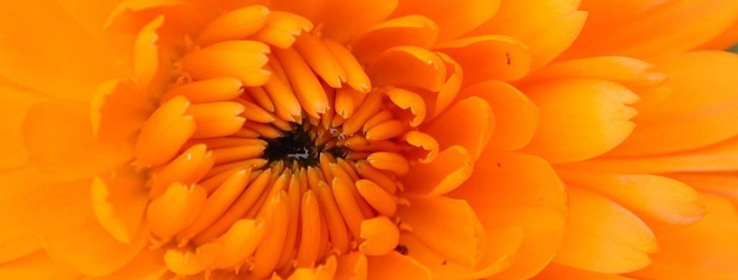 "Je veux dire Pardon"