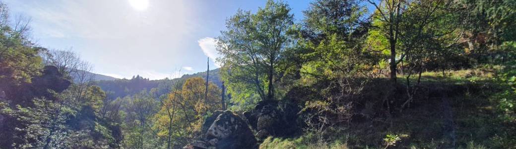 Joie en Forêt