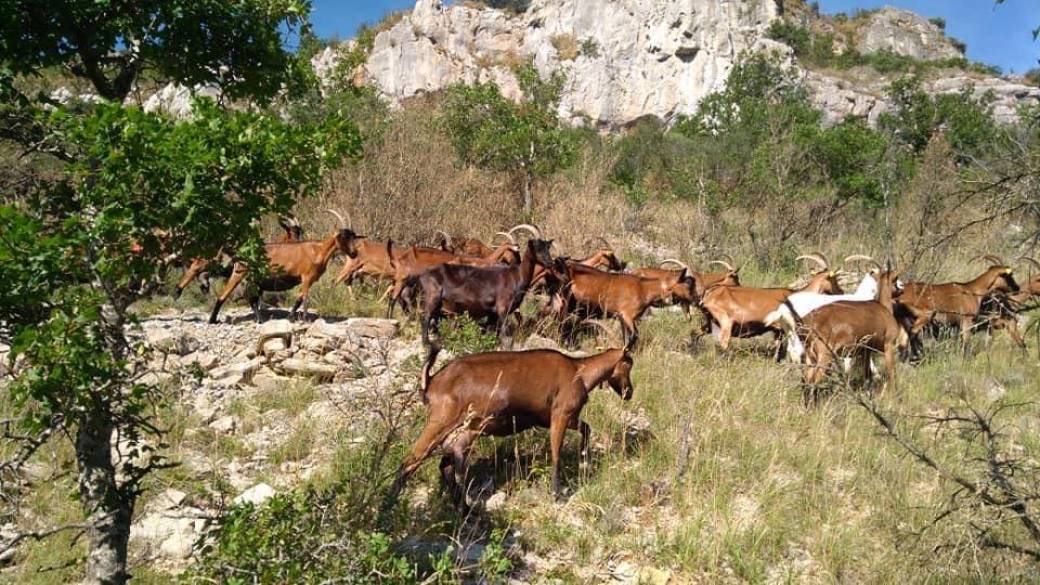 Joshua et ses chèvres