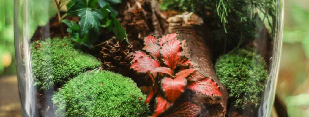 JOURNÉE DE LA TERRE : MON TERRARIUM 5  ANS ET +