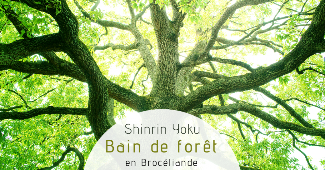 JOURNEE Bain de forêt et Sylvothérapie