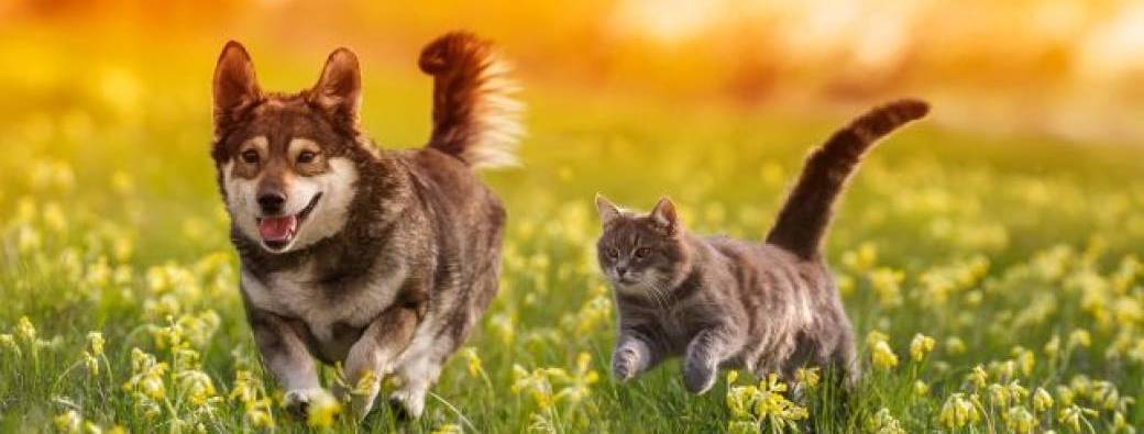 Journée d’adoption et de sensibilisation animale