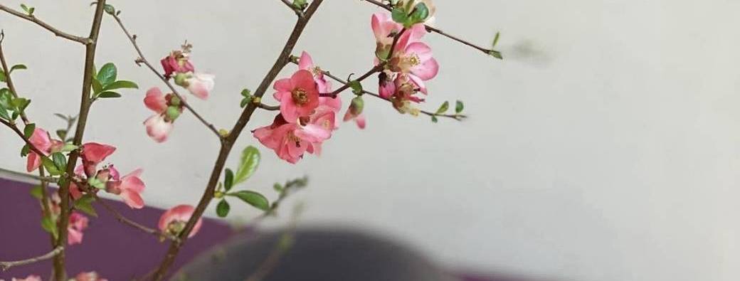 Journée de méditation de pleine conscience