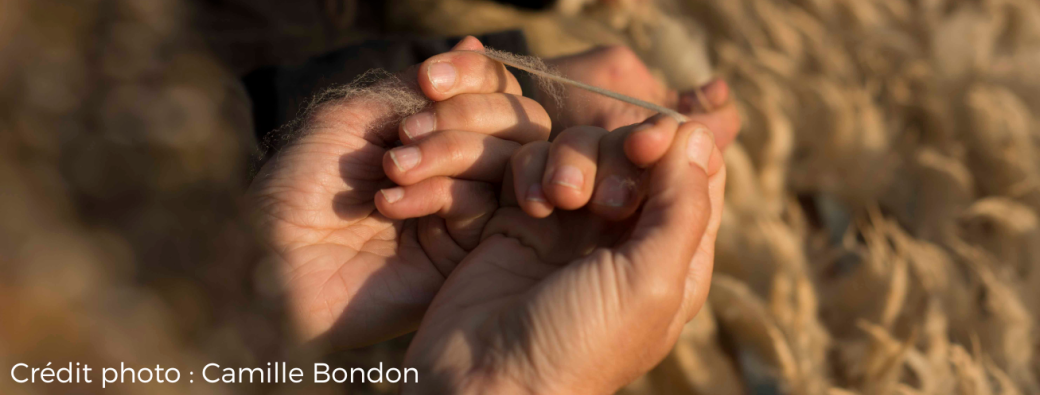 Journée découverte autour de la laine brute