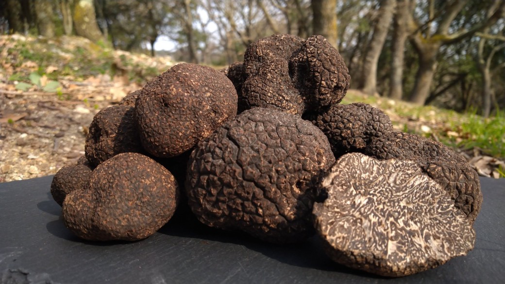 Journée découverte de la truffe noire et vin