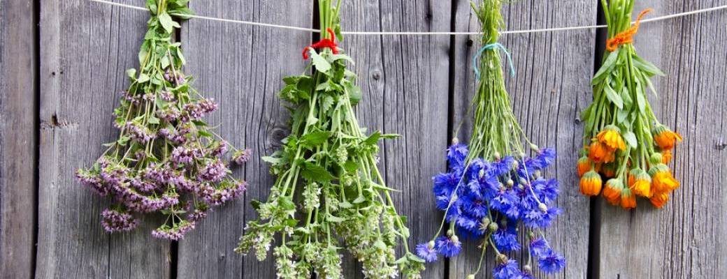 Journée découverte des plantes sauvages, leurs utilisation & transformation des plantes