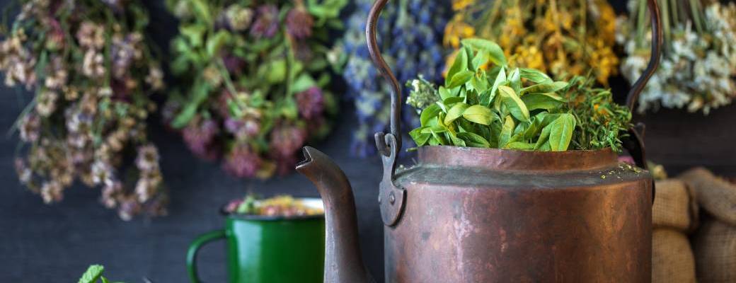 Journée découverte des plantes sauvages, leurs utilisations & transformations 