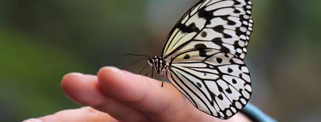Journée d'initiation au Toucher Papillon
