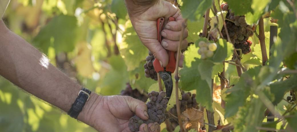 Journée d'initiation aux vendanges 2025