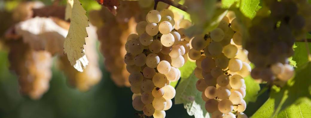 Journée d'initiation aux vendanges 2026