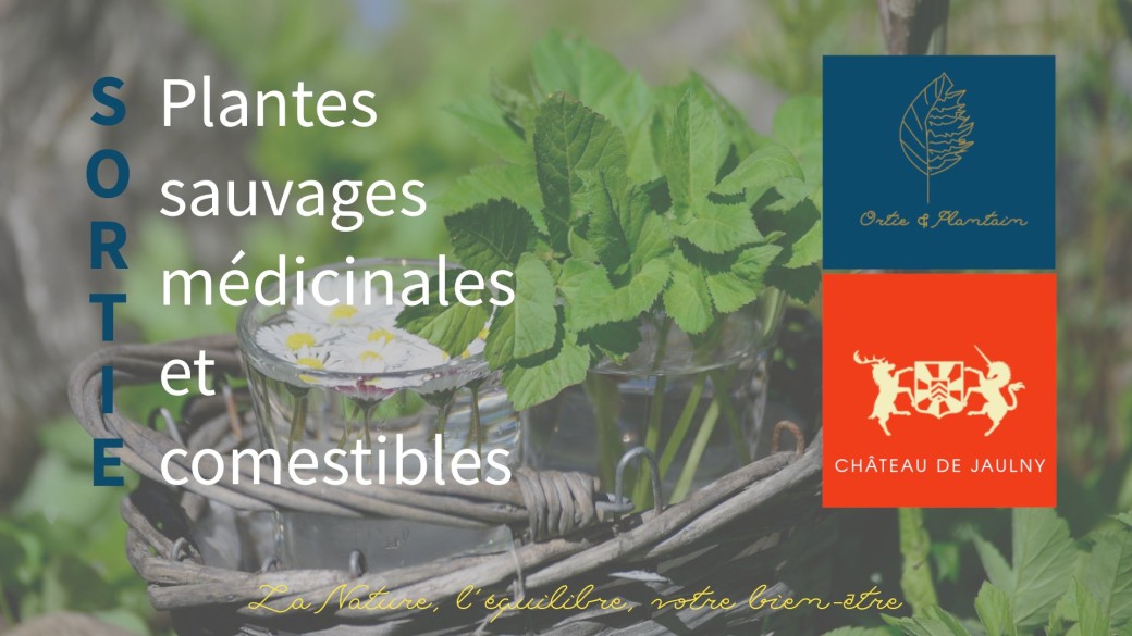 Journée du patrimoine - Découverte des plantes sauvages au Château de Jaulny