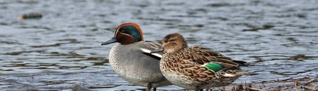 Journée mondiale des zones humides : les oiseaux d’eau hivernants du marais de Lavours 