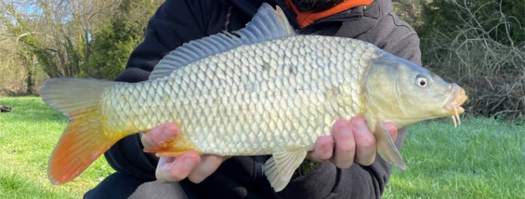 Journée pêche des cyprinidés au feeder