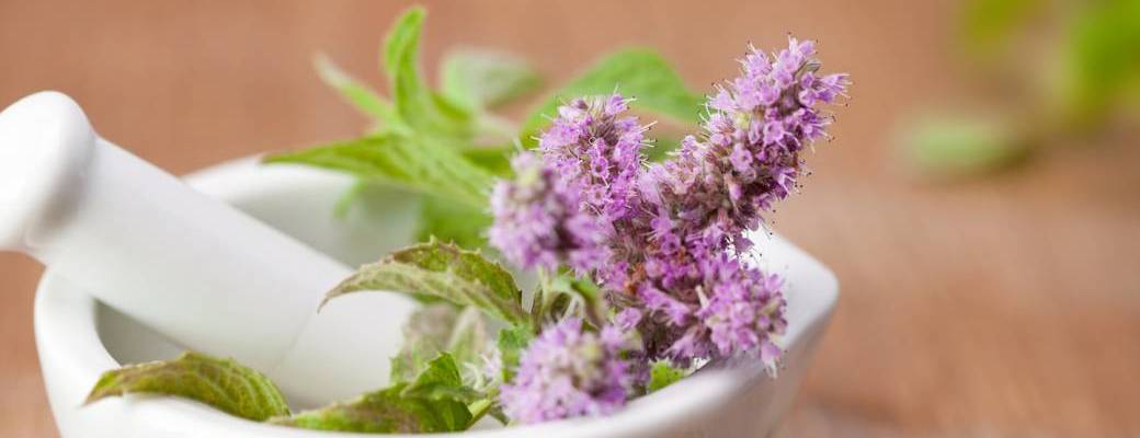 Journée plantes sauvages & gourmandises