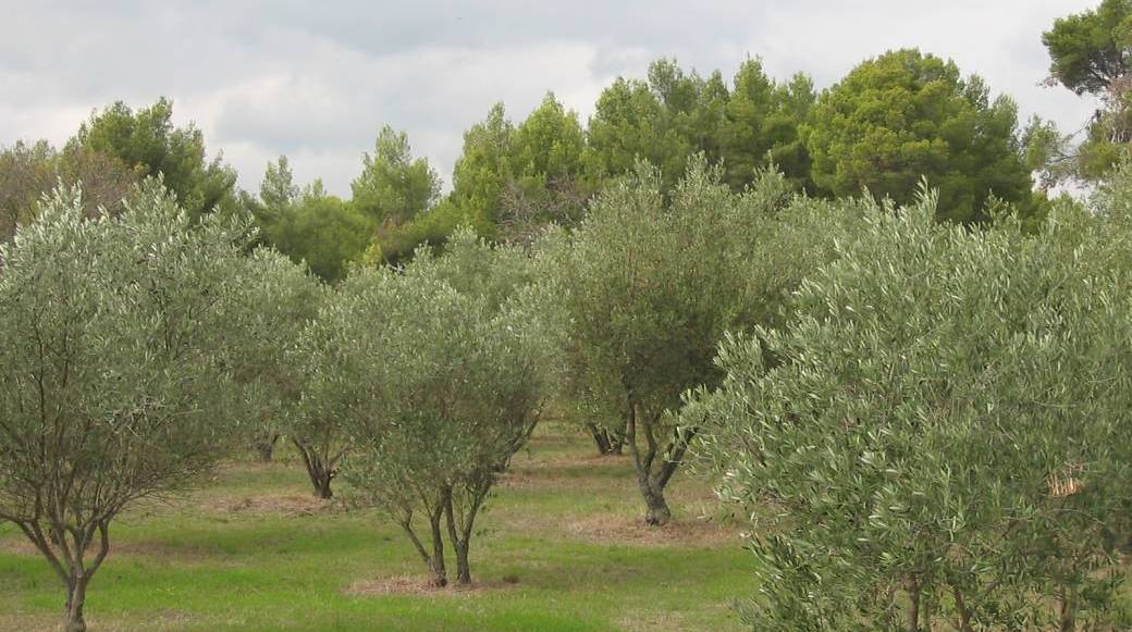 Journée récolte des olives à Massamier La Mignarde