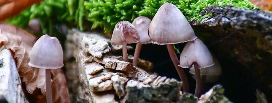 Journée réseau des tempêtes  Journée réseau des tempêtes