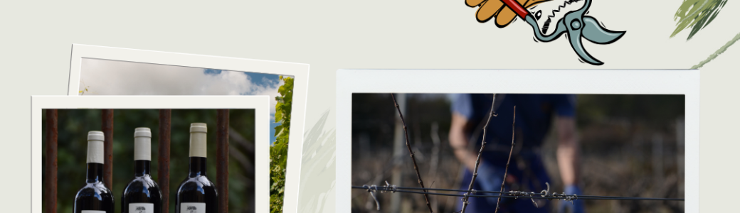 Journée taille de la vigne