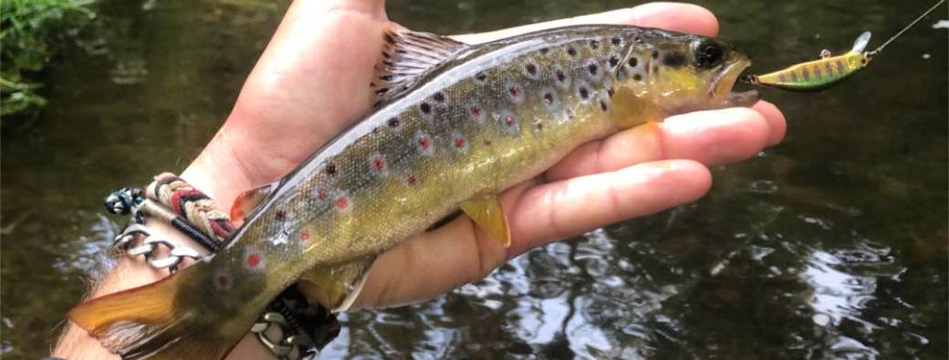 Journée truite aux leurres - Louvigné du Désert