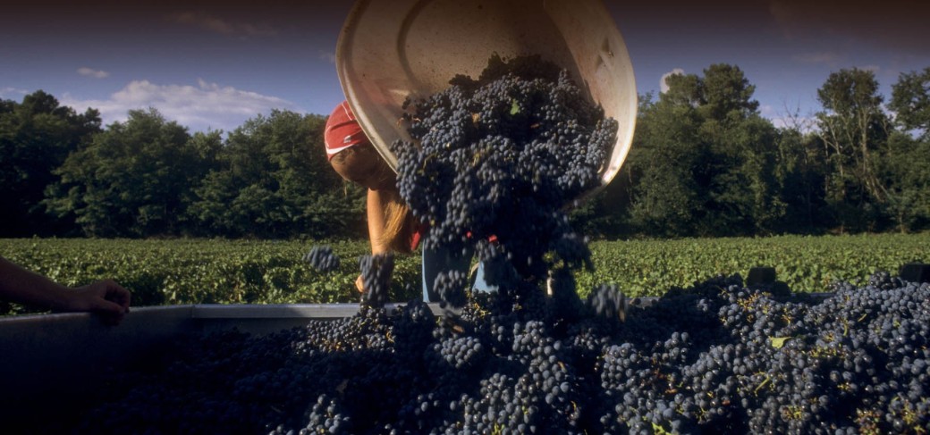 Journée vendanges 2023