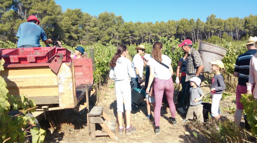 Journée vendanges à Massamier La Mignarde