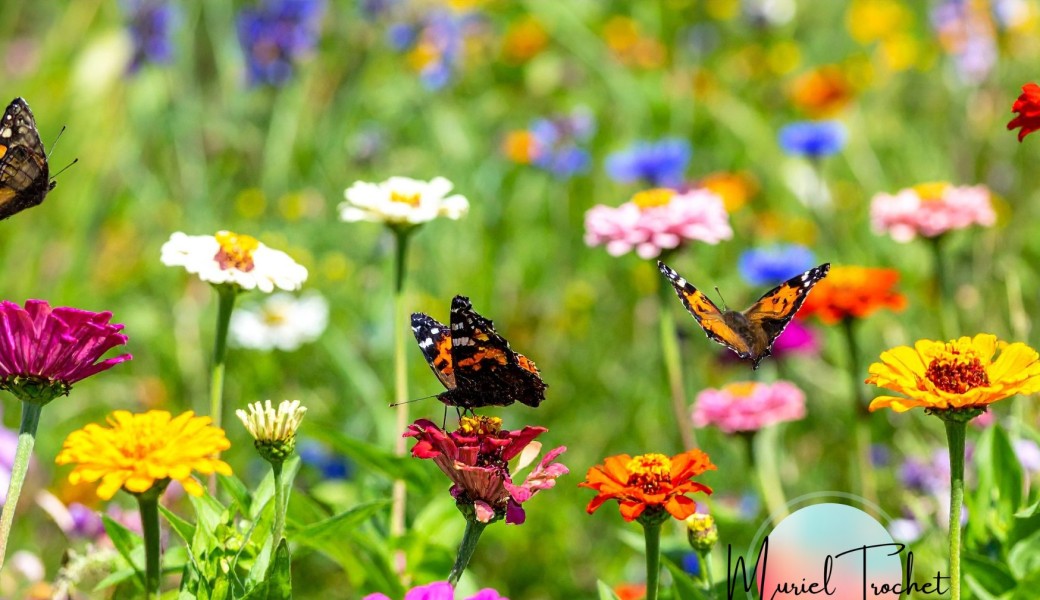 « L’effet Papillon » Wébinaire avec Muriel Trochet 