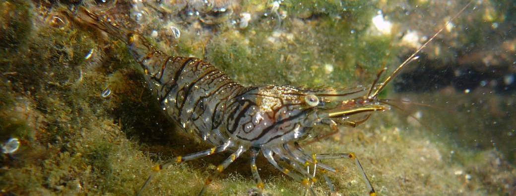 La biodiversité marine près de chez vous
