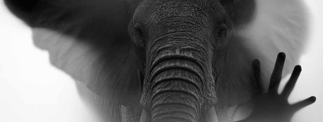 La chanson de l'éléphant