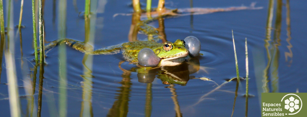 La chorales des anoures