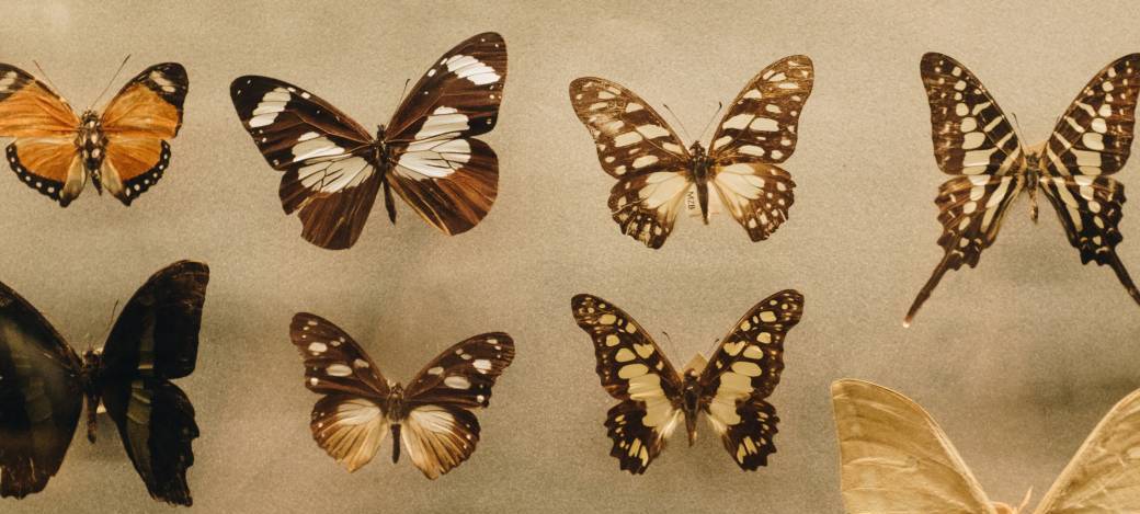 La confrérie des papillons