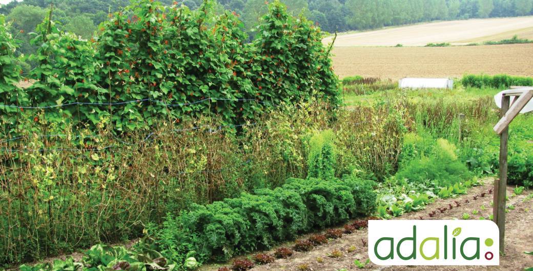 La création d'un potager et la gestion au fil des saisons (visite de terrain)