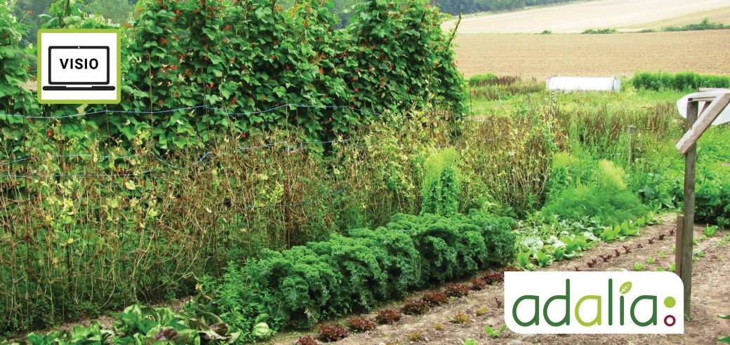 La création et gestion écologique d'un potager (visioconférence)