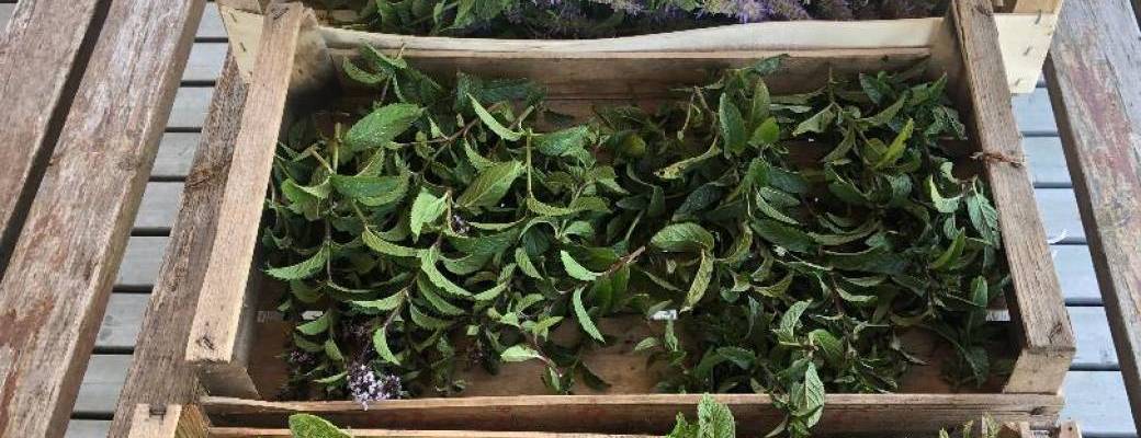 La culture des plantes médicinales