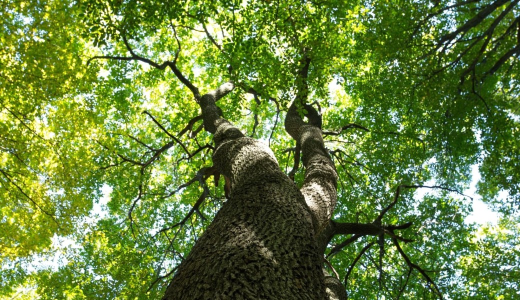 À la découverte des arbres remarquables