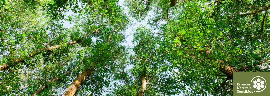 À la découverte des arbres